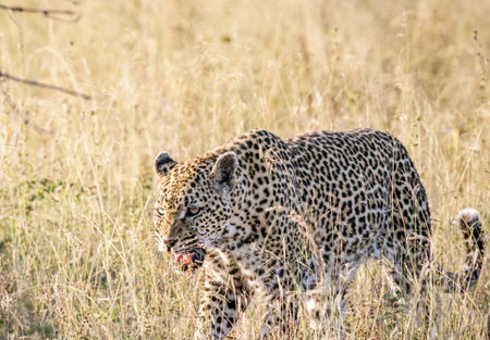 Leopard in the Okavango Delta - Moremi National Park in Botswanaの写真素材