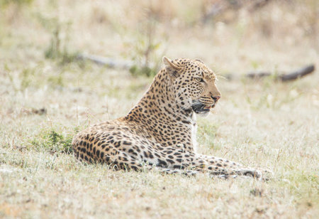 Leopard lying down in Serengeti National Park, Tanzaniaの写真素材