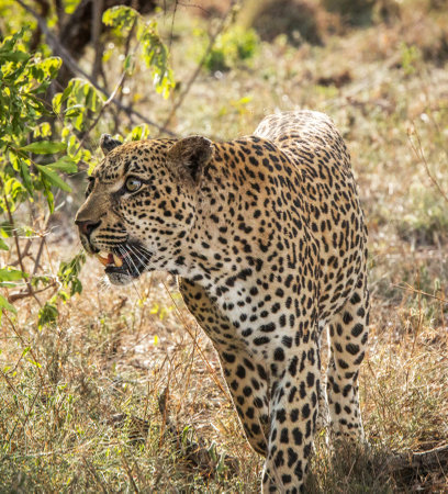 Leopard in the Okavango Delta - Moremi National Park in Botswanaの写真素材