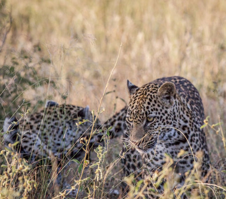 Leopard in the Okavango Delta - Moremi National Park in Botswanaの写真素材