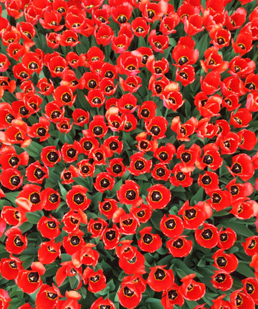 Red tulips in the garden. Top view. Nature background.の写真素材