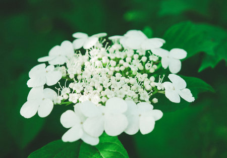 White hydrangea flowers on a background of green foliage.の写真素材