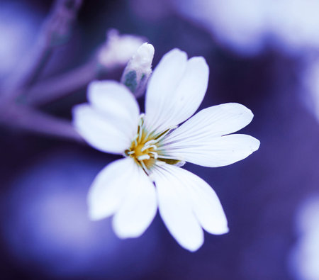 White flower on the blurred background. Shallow depth of field.の写真素材