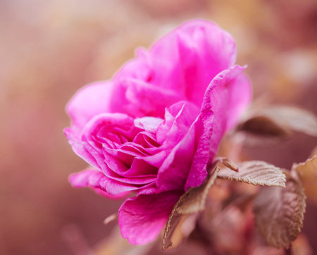 pink rose in the garden, shallow depth of field, macroの写真素材