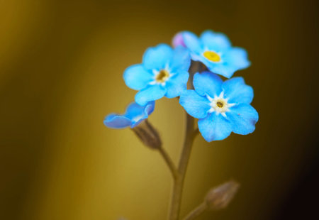 Forget-me-nots on a yellow background. macro