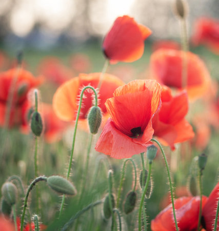 poppies in the field. soft focus and shallow DOFの写真素材