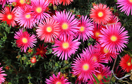 Carpobrotus edulis, also known as the ice plant, is a species of flowering plant in the daisy family.の写真素材