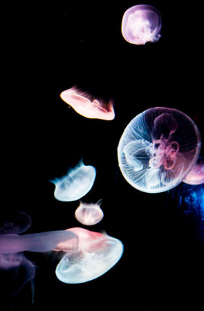 jellyfish swimming in the dark, blue and pink jellyfishの写真素材