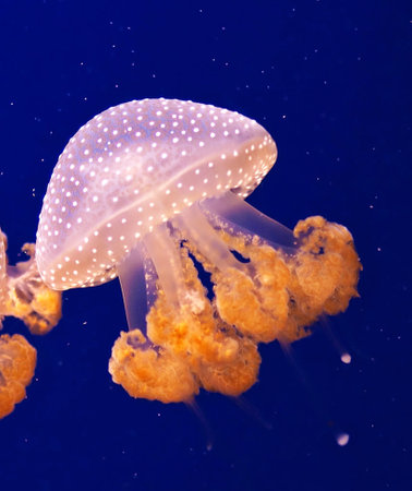 Jellyfish in the deep blue sea, closeup of photoの写真素材