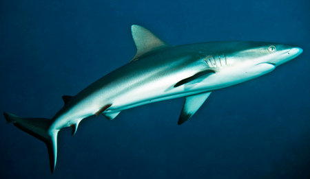 Picture shows a Blacktip reef shark, Carcharodon carchariasの写真素材