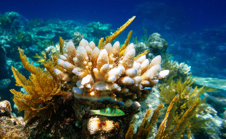 Underwater view of a tropical coral reef in the Red Sea.
