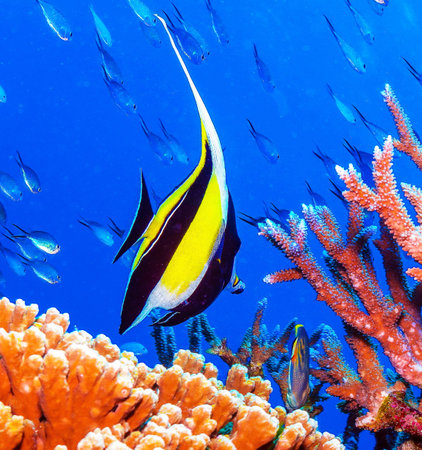 Tropical fish swimming on a coral reef in the Red Sea