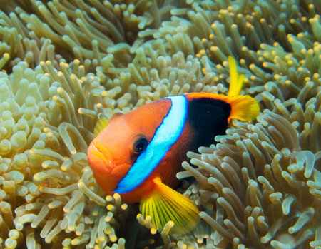 Clown anemonefish (Amphiprion bicolor)の写真素材