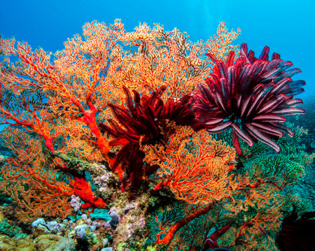 Colorful and beautiful underwater world with corals and tropical fish.