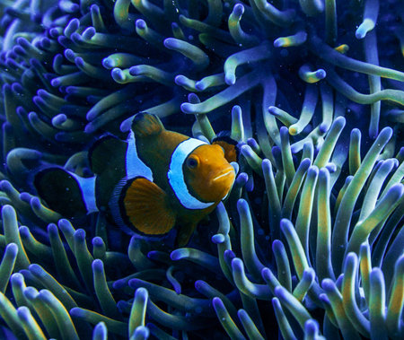 Clown anemonefish (Amphiprion bicinctus)の写真素材