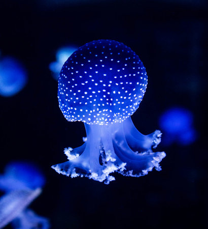 Beautiful blue jellyfish in the water on a dark background.の写真素材