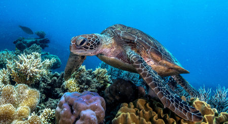 Hawaiian Green Sea Turtle (Chelonia mydas) on a tropical coral reef