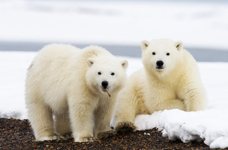 Polar bear (Ursus maritimus) mother and cub on the pack ice, north of Svalbard Arctic Norwayの写真素材