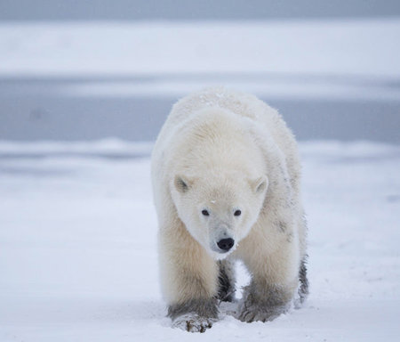 Polar bear (Ursus maritimus) walking on the pack ice, north of Svalbard Arctic Norwayの写真素材