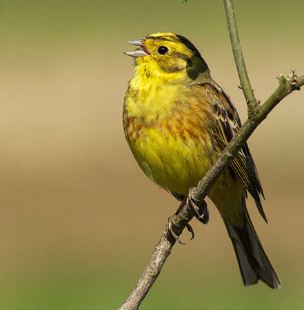 Yellowhammer (Emberiza citrinella) perched on a branchの写真素材