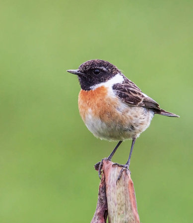 Stonechat, Saxicola rubicola, single male on branch, Warwickshireの写真素材