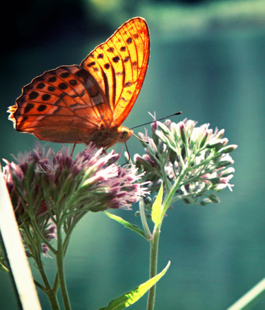 Butterfly on a flower in the garden. Selective focus.の写真素材