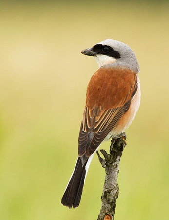 Red-backed shrike (Lanius collurio)の写真素材