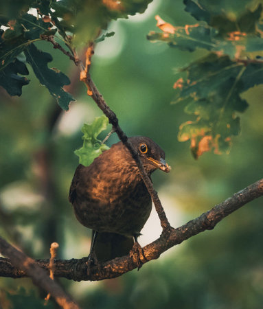 Blackbird (Turdus merula) sitting on a branchの写真素材