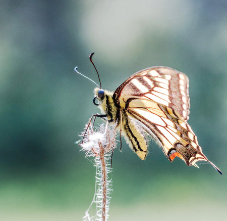 butterfly on a blade of grass in a summer meadow