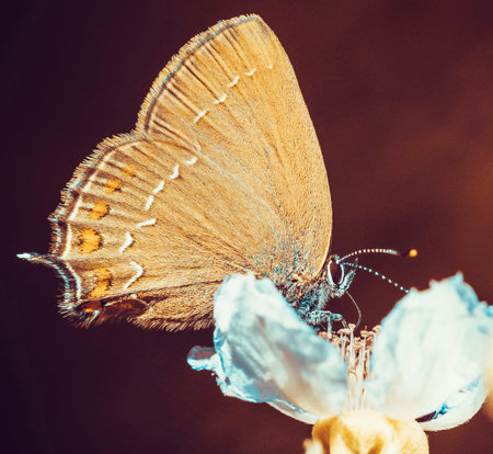 butterfly on flower with filter effect retro vintage style and soft focusの写真素材