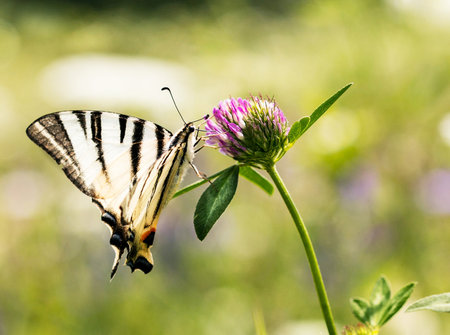 Papilio machaon butterfly on a clover flowerの写真素材