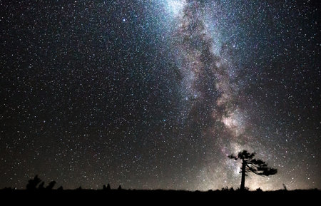 Milky Way Galaxy and Silhouette of a Tree at night