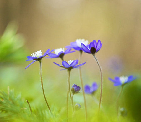 Anemone hepatica (Hepatica nobilis)の写真素材