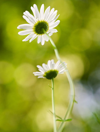 white daisies on green background, shallow depth of field.の写真素材