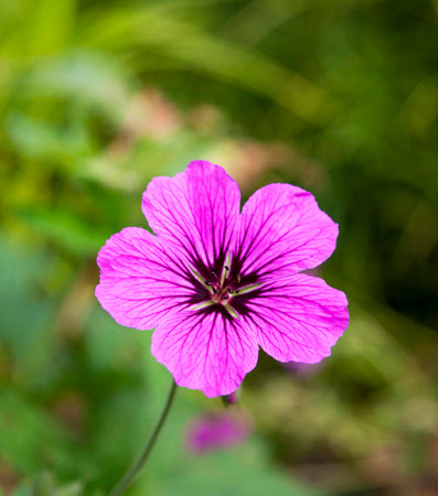 Pink geranium flower in the garden, closeup of photo.の写真素材