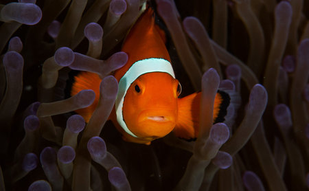 Clown anemonefish (Amphiprion ocellaris) in anemoneの写真素材