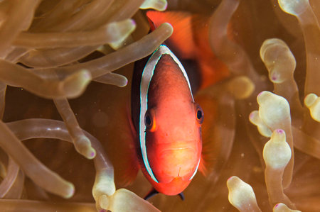 Clown anemonefish (Amphiprion bicolor) in the anemoneの写真素材