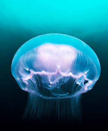 jellyfish in the deep blue sea, closeup of photoの写真素材