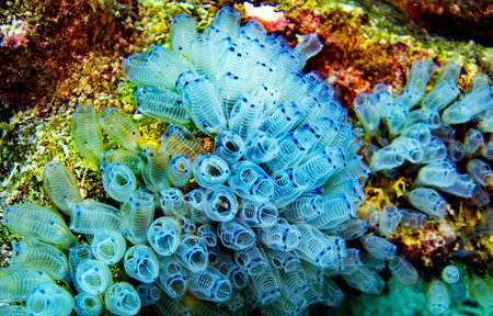 Close up of blue sponges on a coral reef in Bali