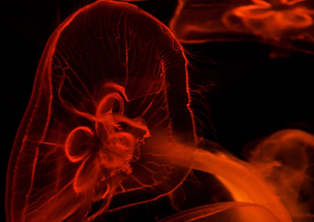 Jellyfish in red light on a black background, close-up
