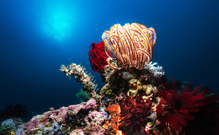 Tropical coral reef and marine fish in the Red Sea.