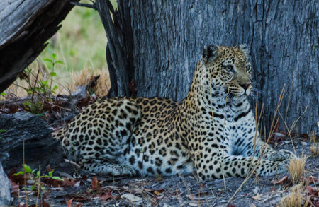Leopard in the Okavango Delta - Moremi National Park in Botswanaの写真素材