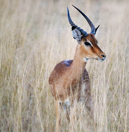 Impala antelope in the Okavango Delta - Moremi National Park in Botswanaの写真素材