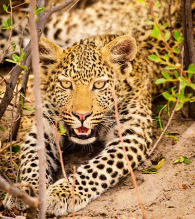 Leopard in the Okavango Delta - Moremi National Park in Botswanaの写真素材