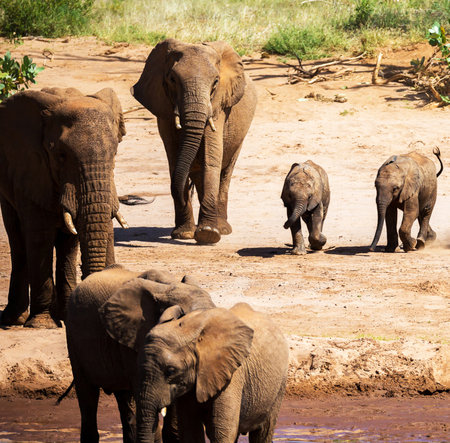 Group of African Elephants in Chobe National Park, Botswana, Africaの写真素材