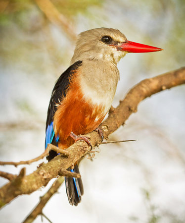 White-throated Kingfisher (Halcyon smyrnensis) on a branchの写真素材