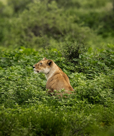 Lioness in the Okavango Delta - Moremi National Park in Botswanaの写真素材