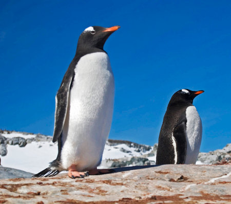 Gentoo penguins (Pygoscelis papua)の写真素材