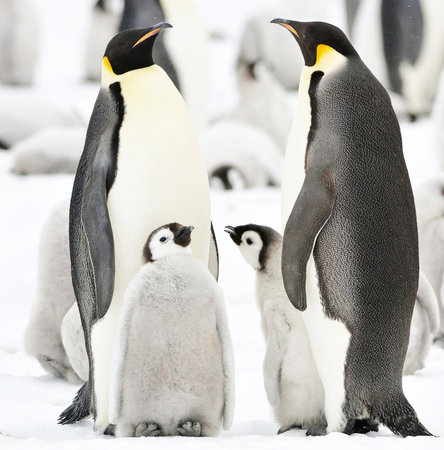 Emperor penguin (Aptenodytes patagonicus) and chickの写真素材