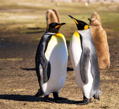 King penguins (Aptenodytes patagonicus) standing on the groundの写真素材